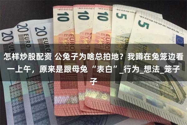 怎样炒股配资 公兔子为啥总拍地？我蹲在兔笼边看一上午，原来是跟母兔 “表白”_行为_想法_笼子