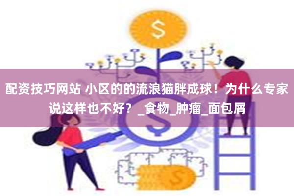 配资技巧网站 小区的的流浪猫胖成球！为什么专家说这样也不好？_食物_肿瘤_面包屑